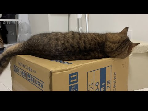 目の前に段ボールがあると上でナマコにならない訳にはいかない猫 サムネイル