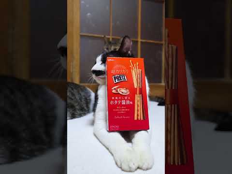 超カリカリプリッツ＜和風だし香る ホタテ醤油味＞　260405　のせ猫　 cat　 猫のいる暮らし　 cute　 ねこ… サムネイル