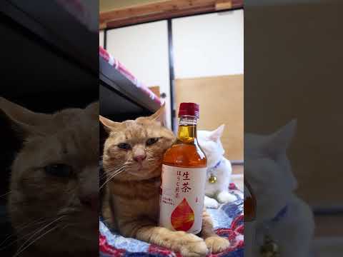 生茶 ほうじ煎茶　260430　のせ猫　 cat　 cute　 お茶　 kitty　 茶トラ　 ほうじ　 ねこ　 生茶… サムネイル