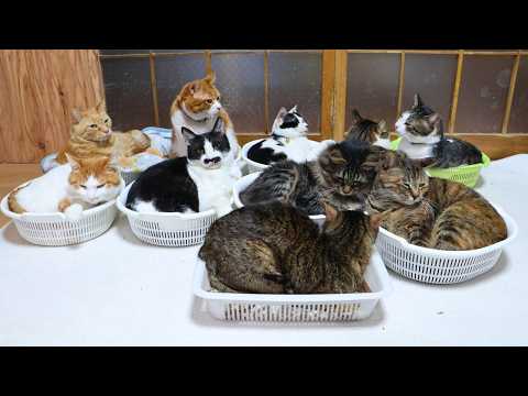 10匹のかご猫　260507 サムネイル