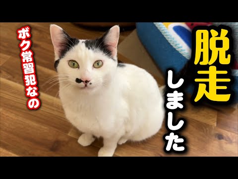 保護した猫が脱走してしまいました サムネイル