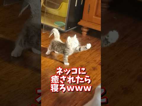 ネッコの動画で癒されたら寝ろｗｗｗ　2ch  動物  猫 癒やし ねこ動画 サムネイル