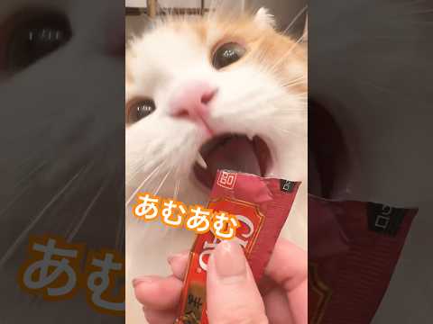 ドアップあむあむ。ずーーっと見てたい💕マンチカン短足 なんちゃん