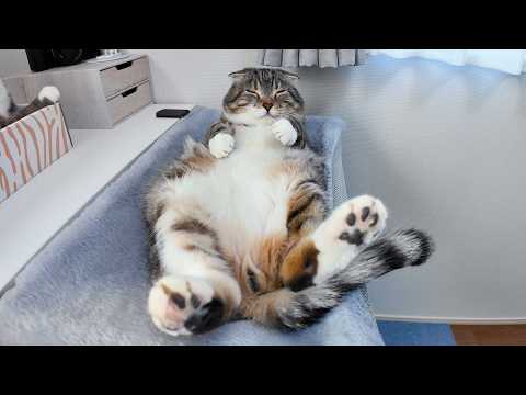 デスクにハンモックを付けたら猫たちがまんまと罠にかかって…🤣🤣🤣 サムネイル