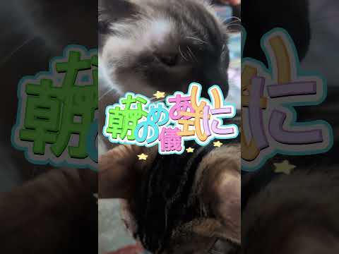 シャム猫ベンガル猫shorts funny cat猫ミャク子ガッツくん サムネイル