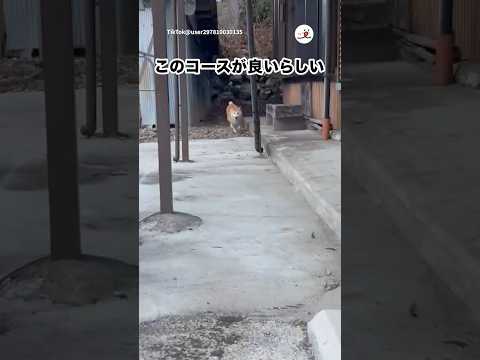 【柴犬】走るコース決まってる｜PECO サムネイル