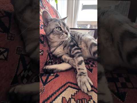 アメショーのラッテ アメショ アメリカンショートヘア ＃猫との暮らし猫と暮らす家猫 サムネイル