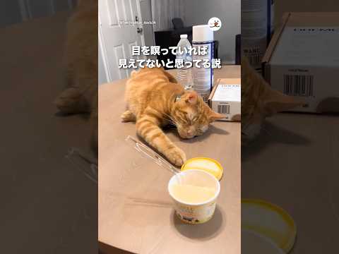 目を瞑っていれば見えてないと思ってる説｜PECO サムネイル