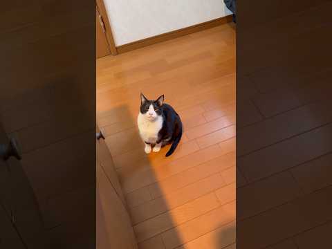 「ひまわり」瞬き「ひまわり」瞬き サムネイル