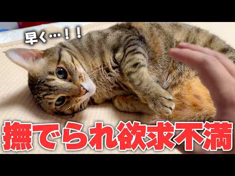 どうしても撫でられたくて、飼い主を誘いまくる猫が可愛すぎて限界突破しました。