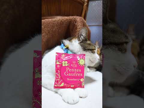 プティゴーフル　260607　 cat のせ猫 cute　 ゴーフル cutecat プティゴーフル　 kitty ネ… サムネイル