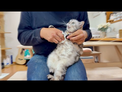 あい様は爪切りがお嫌い