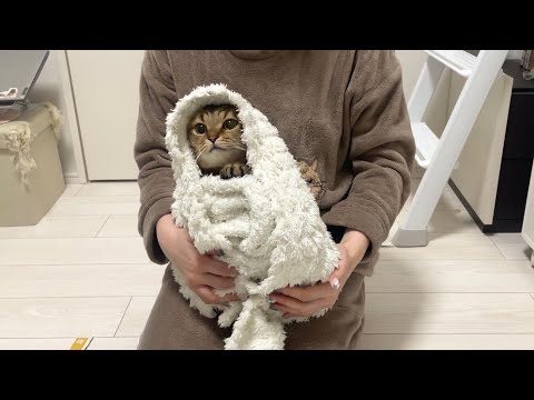 毛布に包まれながら爪切りされる猫が流石に可愛過ぎた… サムネイル