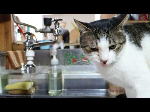 蛇口から水飲みさばじろう　260404 サムネイル
