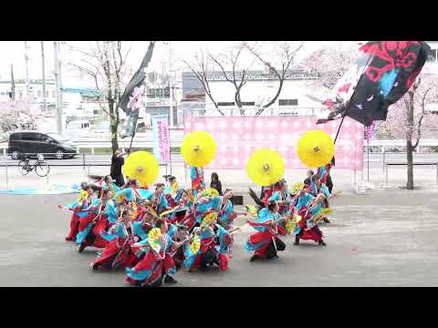 dance company REIKA組＠2026　サクラタウンよさこい～春の特別祭～ サムネイル