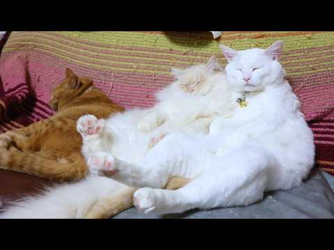 おすわりもふたま sitting cat　260305 サムネイル