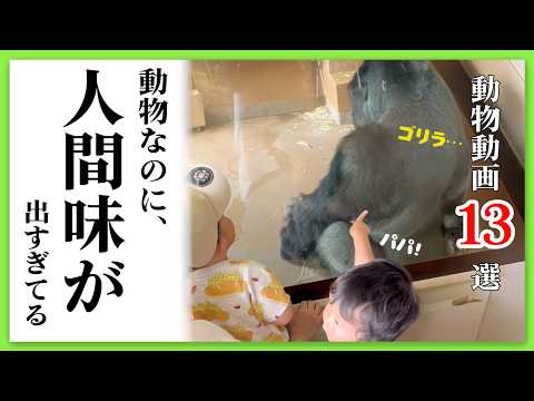 【13選】動物なのに、“人間味”が出すぎてる瞬間を集めました｜PECO