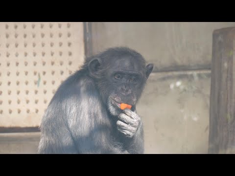 話題沸騰！チンパンジーのヨシミが日本平動物園を卒業
