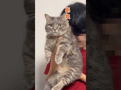 猫吸いしたらすごい顔されましたw shorts 猫 マンチカン