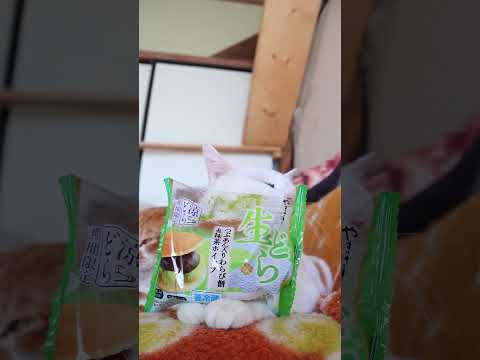 生どら　つぶあん入りわらび餅＆抹茶ホイップ　260530　 cat しろねこ cute　 生どら ねこ ネコ　 猫 わ…