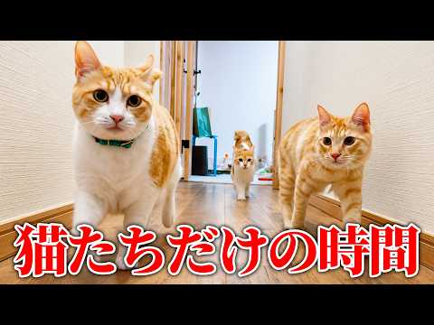 子猫たちが先輩猫に遊んでもらっていたので隠しカメラを置いてみたら…。微笑ましすぎて口角がぶち上がりましたwww サムネイル