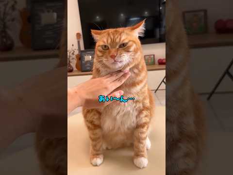 可愛くてしようがない😍 サムネイル