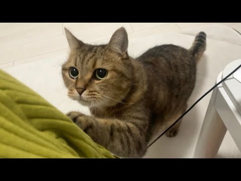 【悲報】ニット着てる時は服で爪研ぎやめてくれ猫…