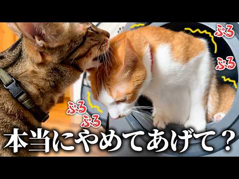 猫がトイレで頑張ってる最中にベロベロ舐めるのはやめましょう。 サムネイル