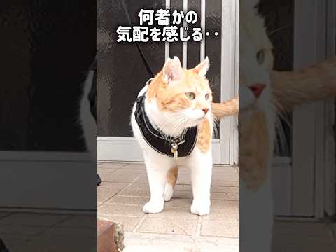 敵が縄張りに入ってきたときの猫の反応は 元野良猫チャチャ ねこ cat NYAORA ニャオラ