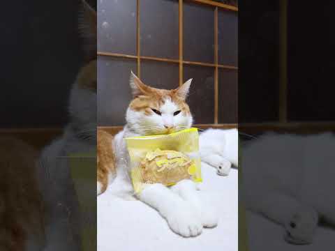 盛岡ワッフル　　カスタードクリーム　260608　 cat のせ猫 cute　 ねこ カスタードクリーム cuteca… サムネイル