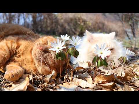 キクザキイチゲ　260417