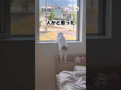 黄昏れる猫｜PECO