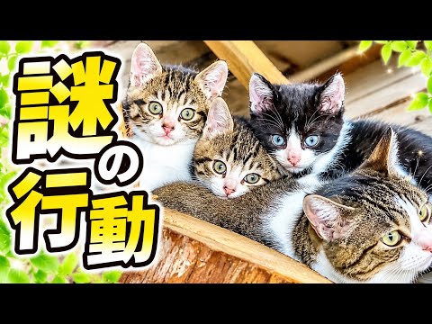 ゴミ屋敷に住み着いた子猫が謎の行動をとり始めました サムネイル