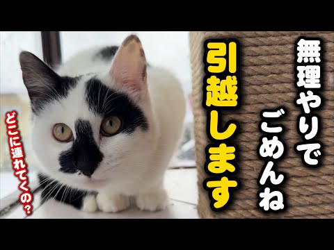 このままでは危険！可哀想だけど猫を連れ出しました サムネイル