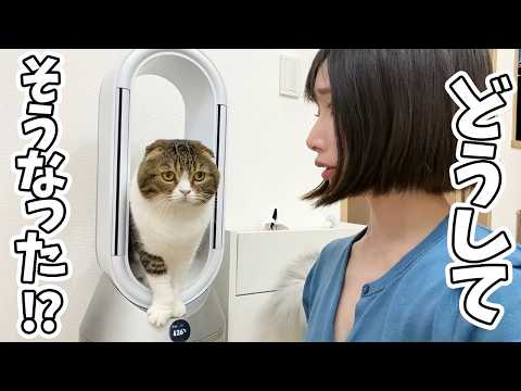 猫と暮らすと掃除するだけでも大変です…汗