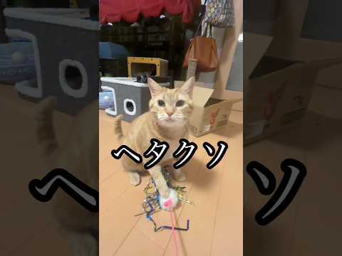 ヘタクソ ねこ 猫じゃらし アメショ おもちゃ cat うめ サムネイル
