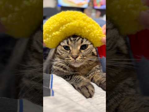 最近のカワイイ猫たちと、愛情強めな飼主たち...!! cat 猫 サムネイル