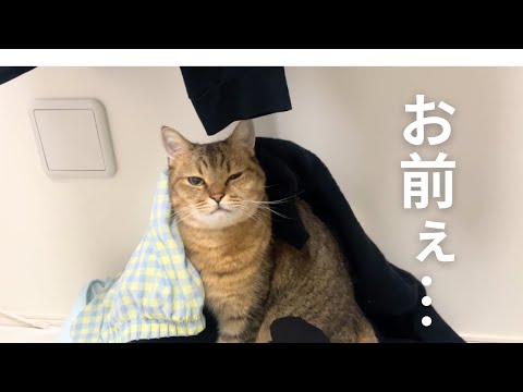 【注意】猫の前で洗濯物を放置するとだいたいこうなります… サムネイル