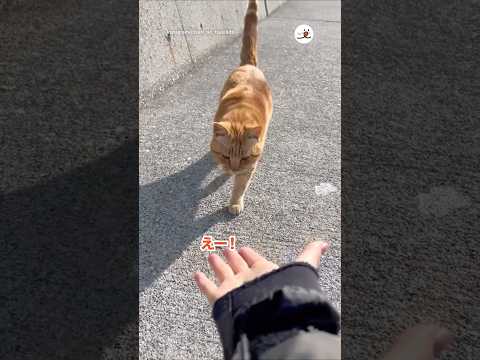 呼んだら来てくれた！｜PECO サムネイル