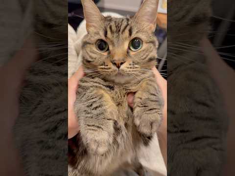 【もふもふ】姫感が強すぎる猫が可愛くて...笑 cat 猫 サムネイル