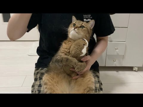 お気に入りのぬいぐるみを抱きしめて大嫌いな爪切りを乗り切ろうとする猫w サムネイル