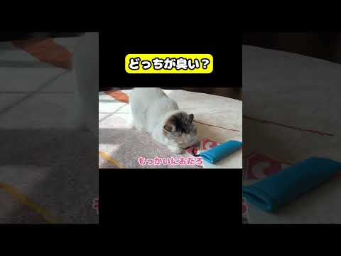 どっちが臭い？　猫 おもしろ アテレコ ニャンチューバーつくし