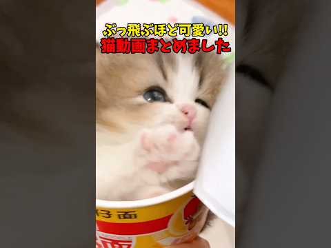 可愛さぶっ飛び級🔥 猫 cat cats cute サムネイル