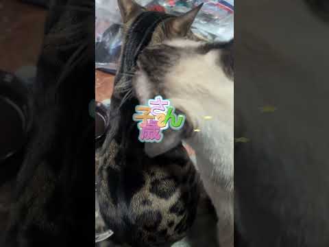 シャム猫ベンガル猫shorts funny cat猫ミャク子ガッツくん