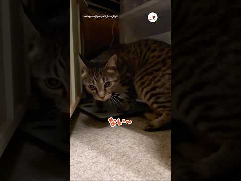 🐱ボールない〜｜PECO サムネイル