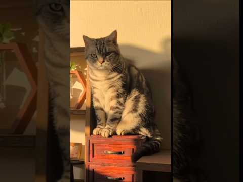 アメショーのラッテ アメショ アメリカンショートヘア 猫と暮らす家猫との暮らし猫 サムネイル