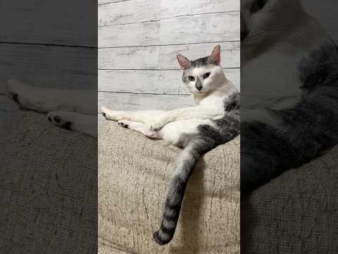 残念ですが…この動画に意味はない サムネイル