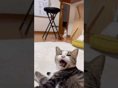 秀吉〜秀吉〜