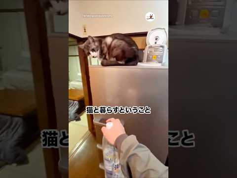 猫と暮らすということは｜PECO サムネイル