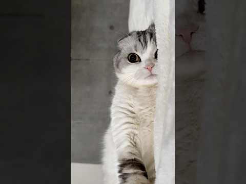 😽 cat 猫 サムネイル
